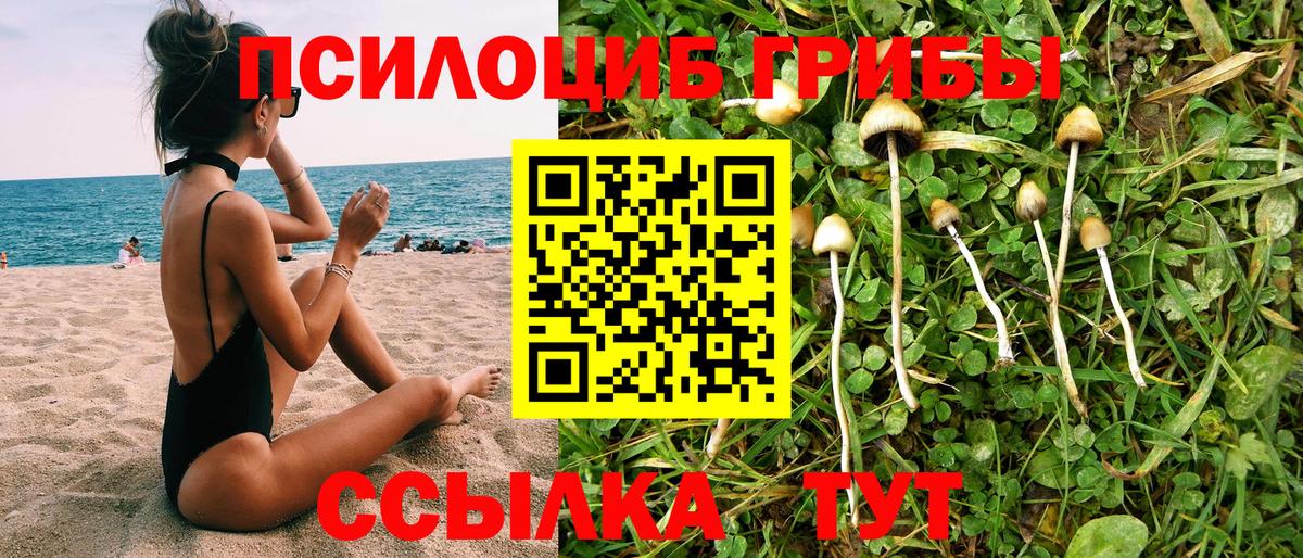 Галлюциногенные грибы Psilocybine cubensis Барнаул